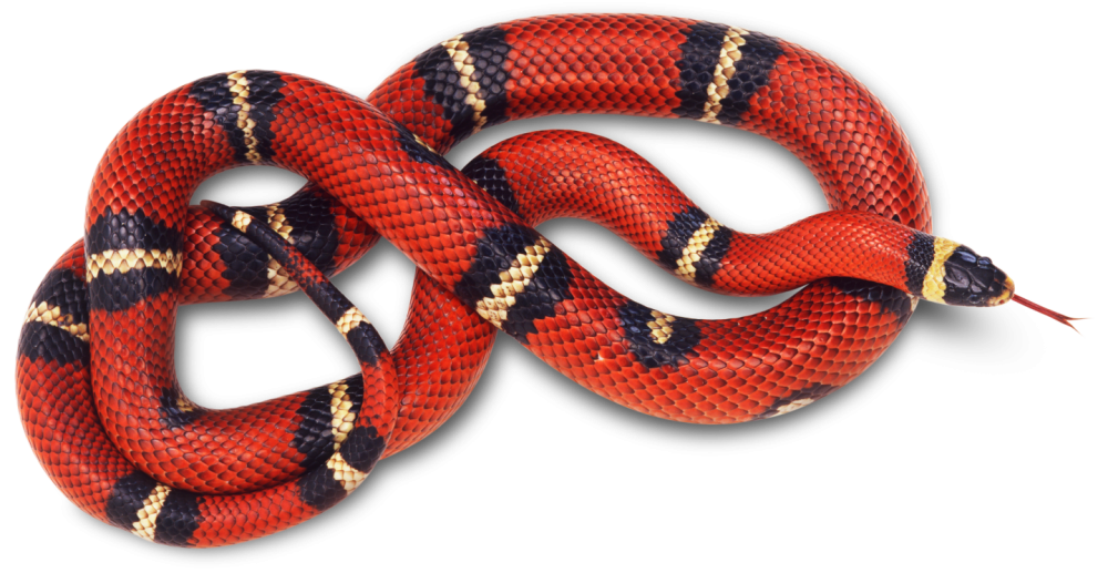 To Snake or Not to Snake