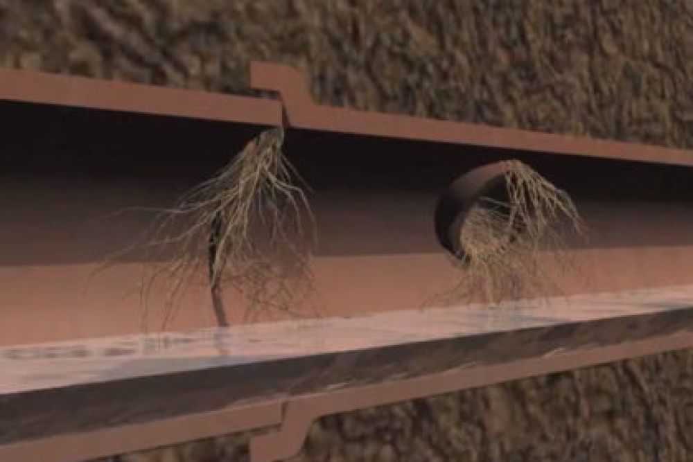 Nature vs. Plumbing
