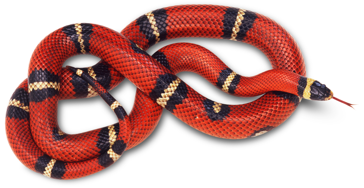https://allproplumbing.org/wp-content/uploads/2016/07/Red-Snake.png